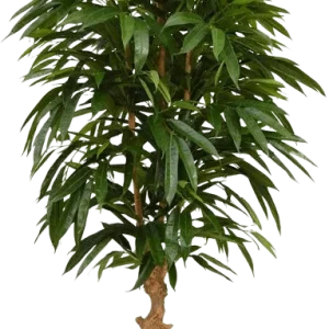 Longifolia Royal deluxe kunstboom 165cm