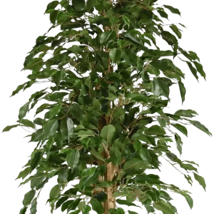 Ficus Exotica kunstboom 150cm – groen