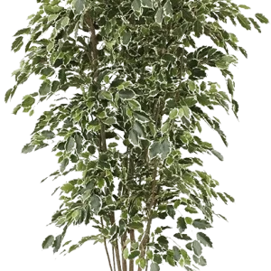 Ficus Exotica deluxe kunstboom 210cm – bont