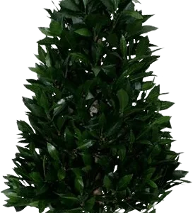 Laurier Tower kunstplant 115cm