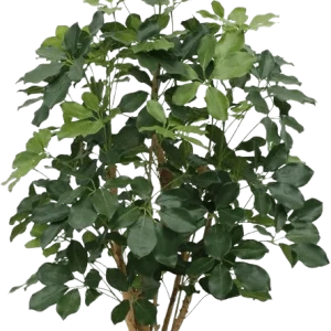 Schefflera Exotica kunstplant 120cm