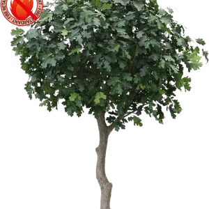 Eikenboom Giant deluxe kunstboom 300cm – FR – brandvertragend