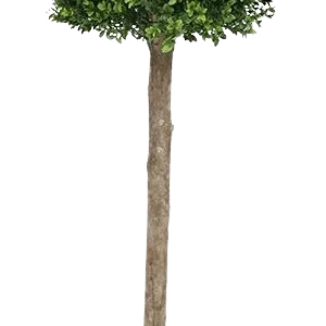 Buxus bol op stam deluxe kunstplant 140cm