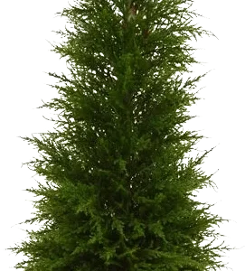 Conifeer kunstboom deluxe 120cm