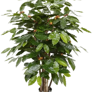 Coffee Arabica kunstplant 100cm