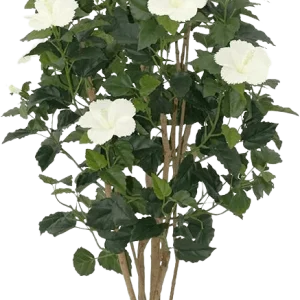 Hibiscus deluxe 100cm – creme