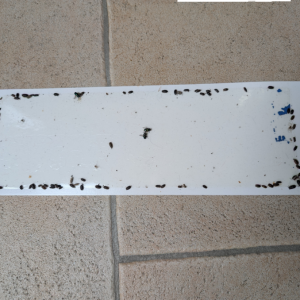 10x PestiNext Insecten Lijmval – 15x45cm
