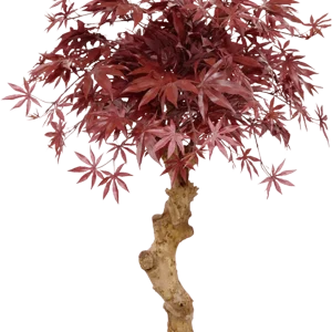 Acer Bonsai kunstboom op stam 85cm – burgundy