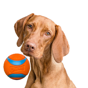 1 Apporteerbal (ø 6 cm)