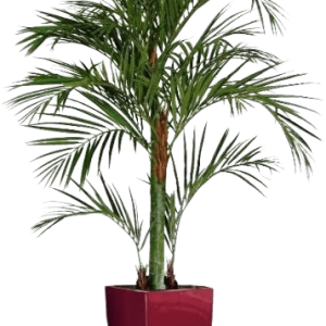 Areca kunstpalm deluxe 180cm
