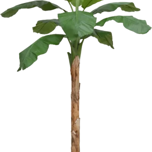 Banaan Royal XL kunstboom 300cm