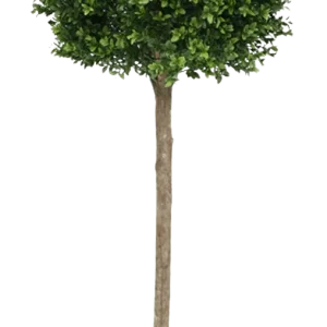 Buxus bol op stam kunstplant 140cm – UV bestendig