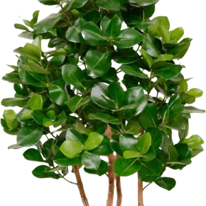 Clusia deluxe kunstboom 120cm