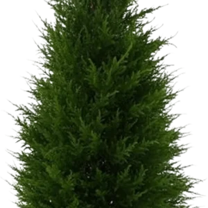 Conifeer deluxe kunstplant 100cm – UV bestendig