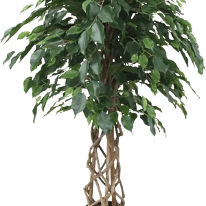 Ficus Exotica bol kunstplant op stam 125cm
