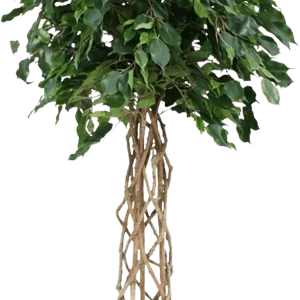 Ficus Exotica bol kunstplant op stam 150cm