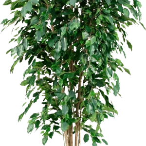 Ficus Exotica deluxe kunstboom 180cm – groen