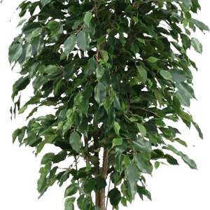 Ficus Exotica deluxe kunstplant 150cm – groen