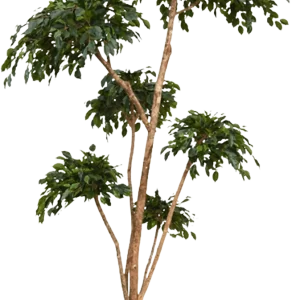 Ficus Exotica Layer x6 kunstplant 300cm