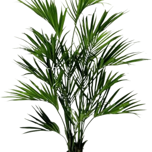 Kentia deluxe kunstpalm XL 190cm