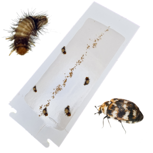 10 x Kever Kleef Vanger Pro Small + larven