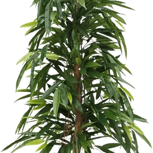 Longifolia Royal kunstboom 150cm