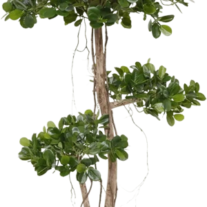 Panda Bonsai kunstboom 140cm