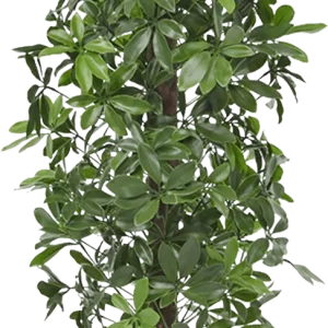 Schefflera kolom kunstboom 120cm – UV bestendig