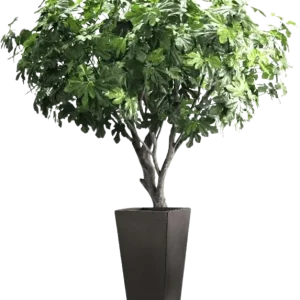 Kunst Vijgenboom deluxe 250cm